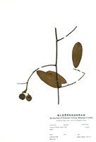 藏品(瓜馥木)的圖片